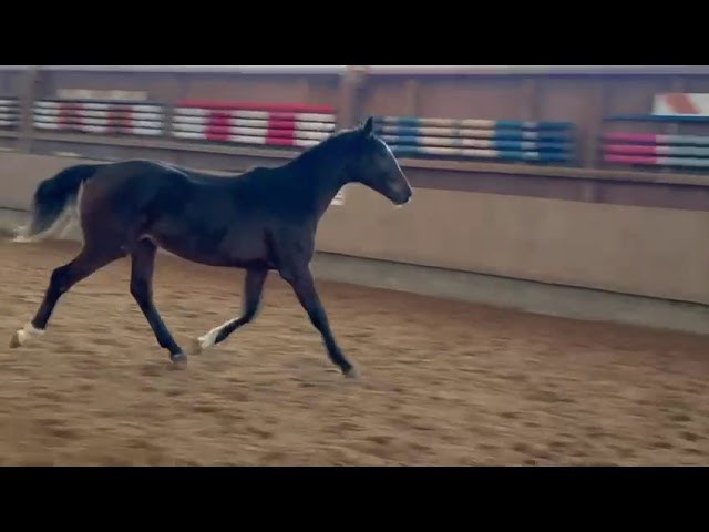 Male Z ideal cso et cce 