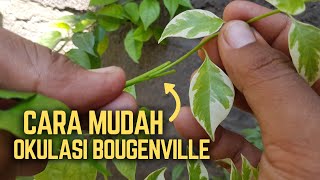 Download lagu Cara Okulasi Bougenville Lokal Jadi Parigata mp3