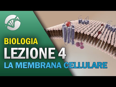 BIOLOGY - Lesson 4 - The Cell Membrane