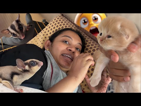 SLEEPING PAMI vs SUGAR GLIDER vs CAT KUTTY..😹😻