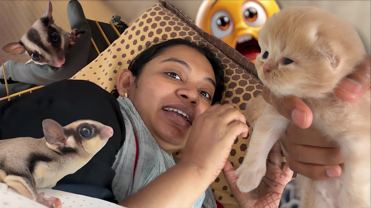 SLEEPING PAMI vs SUGAR GLIDER vs CAT KUTTY..😹😻