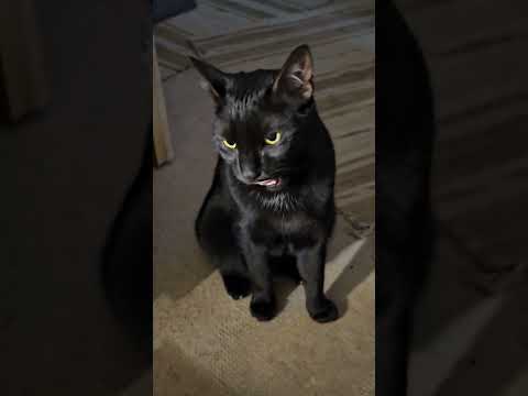 Our Cat Mauro is hungry