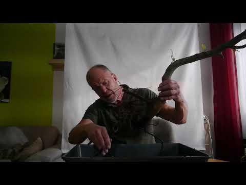 Halloween - Yamadori! Teil 2