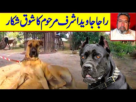 Bully Dog of Raja Jawad Ashraf Amazing Bully Dog 2022