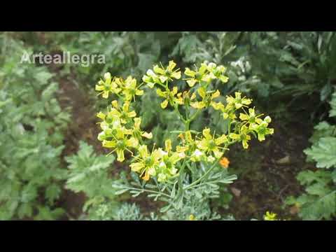 RUE, A PLANT WITH A PARTICULAR AND PENETRATING AROMA: Let's learn about it
