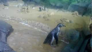 preview picture of video 'Penguins at Al Ain Zoo'