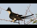 Call & Activity Pied cuckoo or Pied crested cuckoo ...