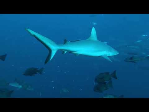 Giambattista Isabella Da Male a Sud dell'Equatore, all'atollo di Suvadiva e all'isola di Fuvahmulah