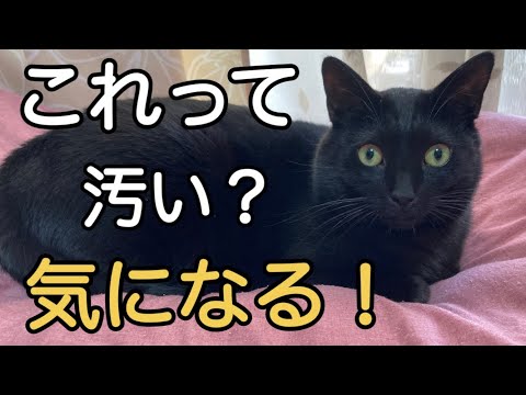 猫のフケ:原因と解決策