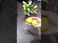 how to store lemon in fridge shorts kitchentip lemon trendng viralvideo