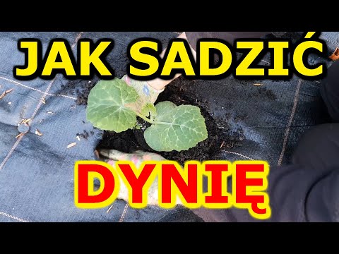 , title : 'Jak i kiedy sadzić Dynię na działce | Uprawa Dyni w Ogrodzie'