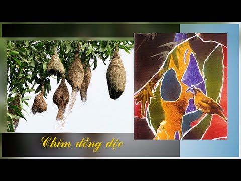 Chim dồng dộc - Bảo Yến