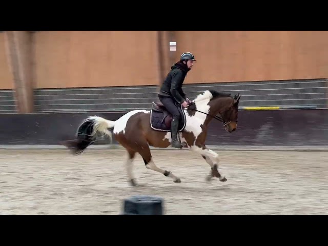 Magnifique hongre de 4 ans, +-1m68