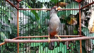 Download lagu poksay mandarin gacor terapi lawan agar ikitan rajin bunyi || Pancingan dan masteran mp3