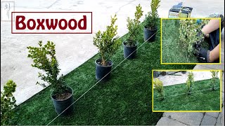 How To Plant Japanese Boxwood In Fake Grass | DIY