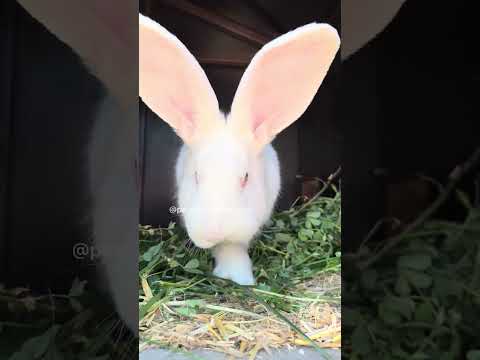 #жизньзагородом #огород #урожай #деньвдеревне #буднифермера