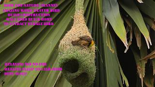 Download lagu Amazing Work Of Weaver Bird Build Nest 🥰 Bird Build Beautiful Home Part 88 mp3