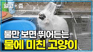 수속성 그 이상의 고양이