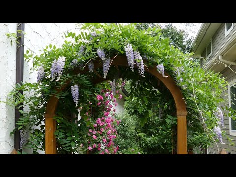 , title : '12 Vertical Gardening Ideas using Flowering Vines and Climbers'