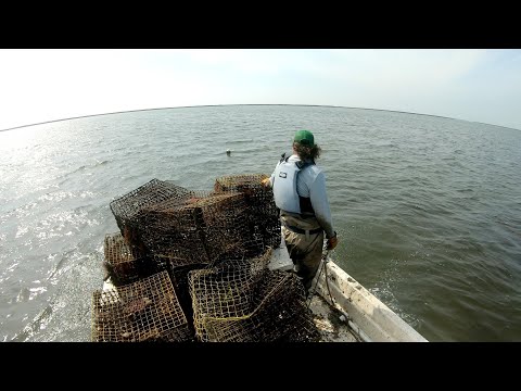 Crab Trap Collectors