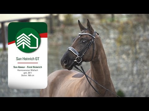 San Heinrich GT, Wallach v. San Amour - Fürst Heinrich