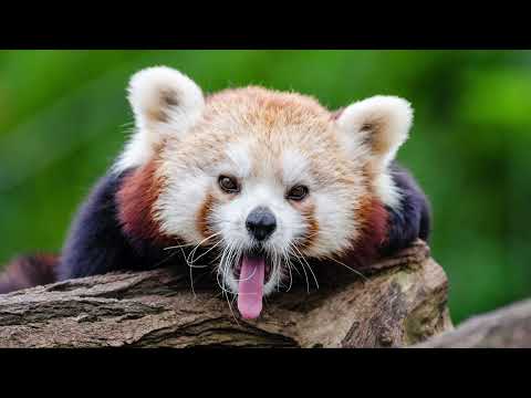 Roter Panda - Kleiner Panda - Lernen mit Bildern