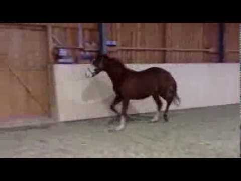 Wallach Hann. v. Monte Bellini x Cordalme Z *2012