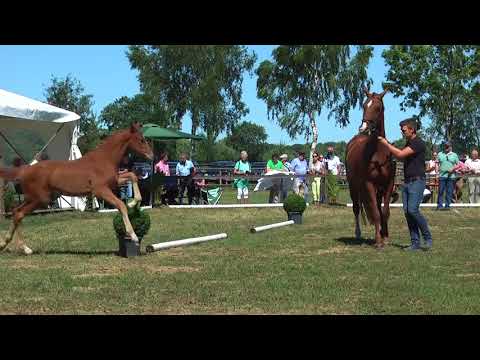 Sudweyher Fohlenschau 2018 - Kat.-Nr. 11