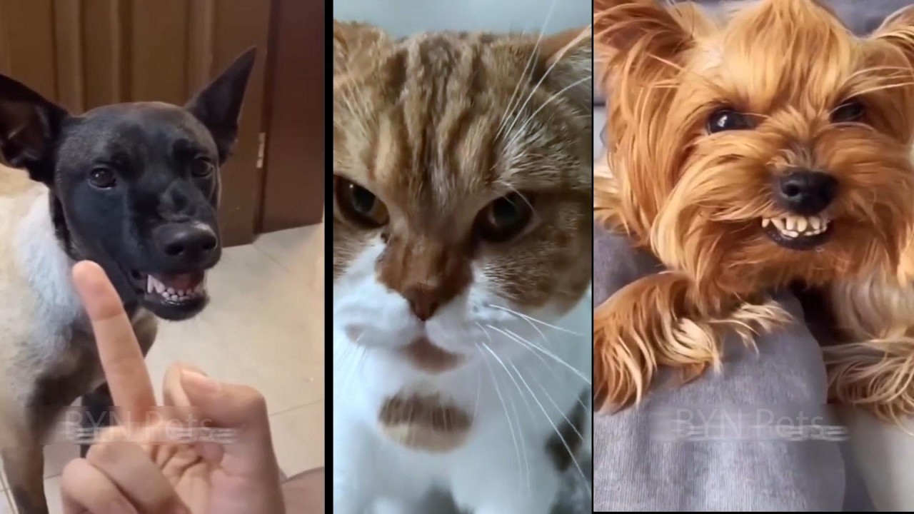 Angry dog, and funny pets collection