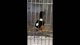 Download lagu Murai batu sabah Borneo: walaupun jari kaki kiri tidak sempurna suara tetap padu. mp3