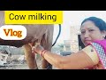Cow Milking Vlog