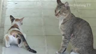 Download lagu Proses Kucing K4w1n Sampai Kl1m4k5 mp3