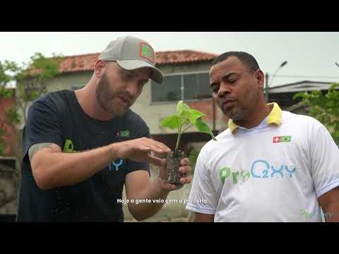 Trees for Buzious / Paulowniatree /co2 Reduktion /Greener city