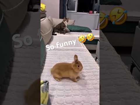 So funny 🤣🤣🥰#catcatshortfunny 🥰