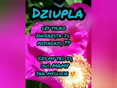[w GÓRĘ do gwiazd] Dziupla #wgórędogwiazd #popko