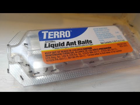 Ant problem solved - TERRO T300B Liquid Ant Bait Ant Killer