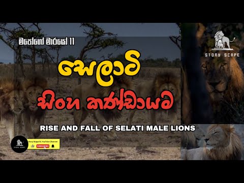 මපෝගෝ මාරයෝ 2 - සෙලාටි සිංහ කණ්ඩායම / RISE AND FALL OF SELATI MALE LIONS  #mapogo #lioncoalition