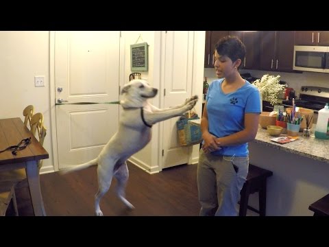 How to Train Your Dog to Stop Jumping