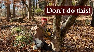 Prune Your Tree Limbs & Branches Correctly with this Easy to Follow Tutorial