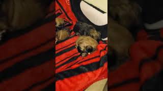 Lhasa Apso Puppies Videos