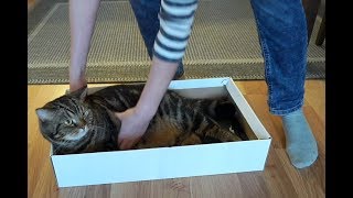 Как поймать дикого котенка в подвале