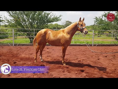 Lotes de Ganadería San Pedro para la Subasta de Criadores Cuarto de Milla de Occidente 2022