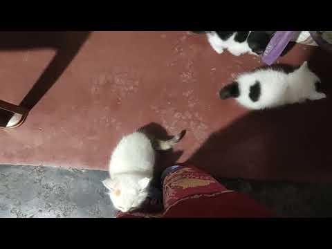 amar chotto hamu o or vai ra jara ekhon r nei❤️