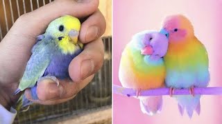 Smart And Funny Parrots Parrot Talking Videos Compilation (2024) - Cute Birds #7