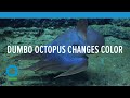 Dumbo Octopus Changes Color