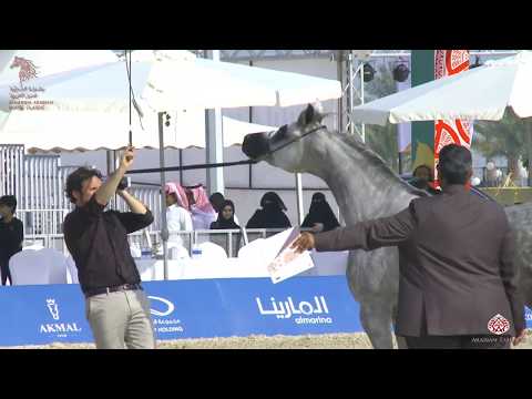 N 136 PERFEKTA   Asharqia Arabian Horse Classic 2020   Mares 4 6 Years Old Class 4B
