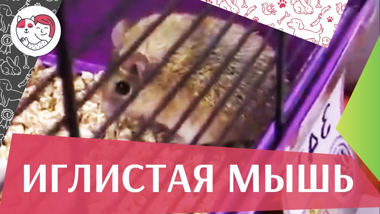 Иглистая мышь Условия содержания на ilikepet