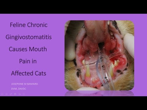 Feline Chronic Gingivostomatitis -  a painful gum disease in cats