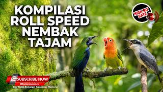 Download lagu 🔴 Live Tembakan Kompilasi Kesukaan Juri 2026 Cucak Cungkok Gacor vs Lovebird Cililin vs Srigunting mp3