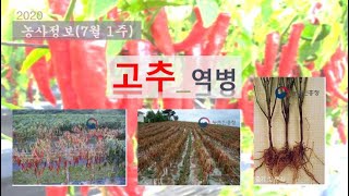 [농사정보] (7월1주)  고추_역병